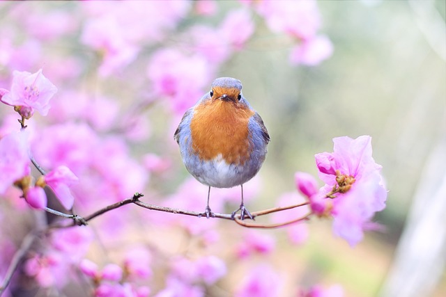 Duiken in de wereld van dierenplezier met animalfun.be